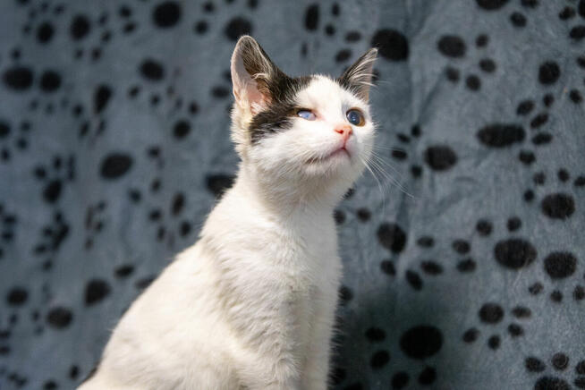 Dwa urocze, wesołe kocięta szukają domów!