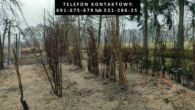 Sadzonki drzewek owocowych - CENY OD 10 ZŁ