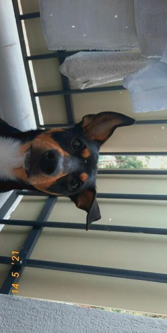 Oddam małego kundelka