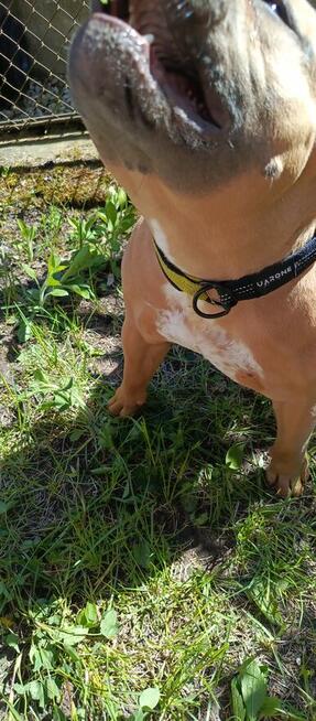 Americna Bully Pocket suka Rok