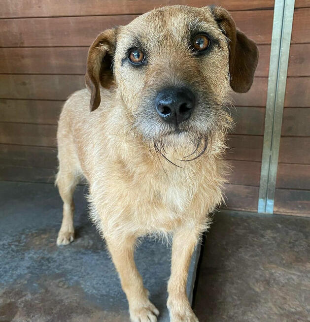 Fuks, wesoły szorstkowłosy psiak szuka domu!