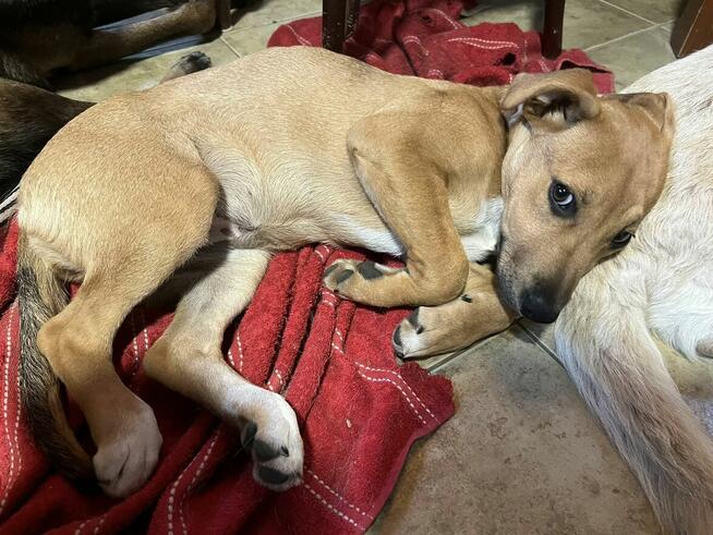 Szczeniak AVA czeka na dom