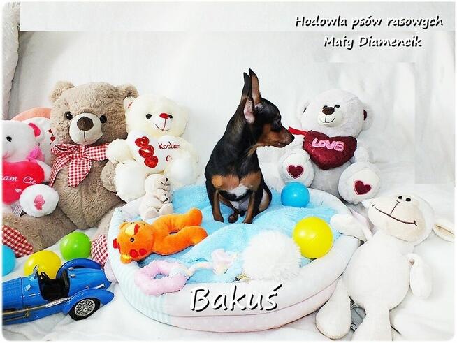 Mały Piesek BAKUŚ Ratlerek /sarenka Pinczer miniaturowy