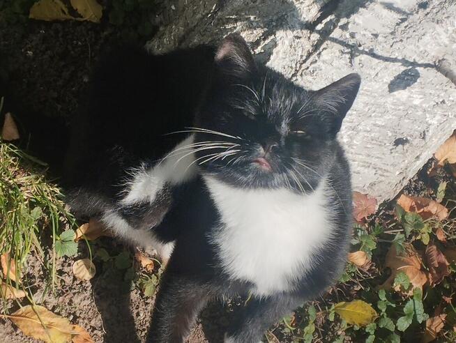 Piękny mały Bonifacy szuka kochającego właściciela i domu