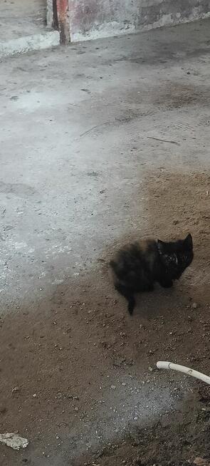 Mały kotek potrzebuje domu