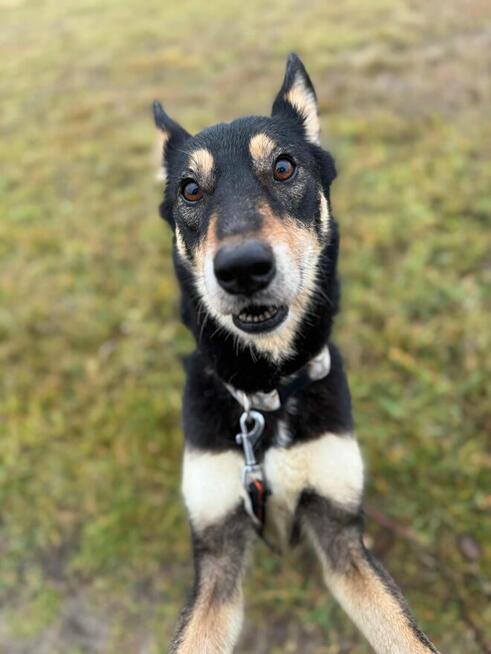 Nutka szuka domu, gdzie miłość brzmi najpiękniej