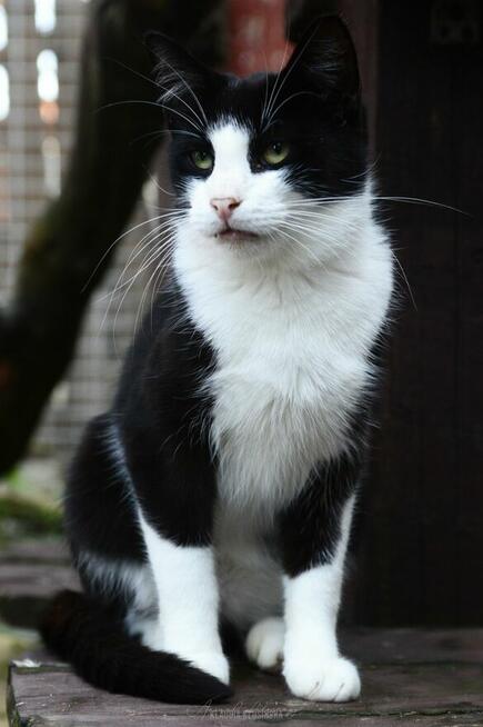 Dany - cudowny, wesoły, niekonfliktowy kotek!