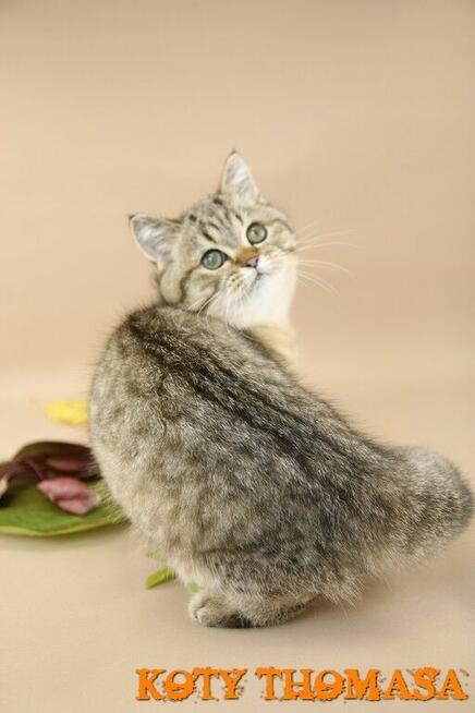 Kotki Brytyjskie, Kocurek Brytyjski Tygrysek ze złotem