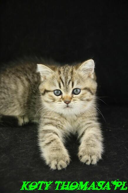 Kotki Brytyjskie, Kocurek Brytyjski Tygrysek ze złotem