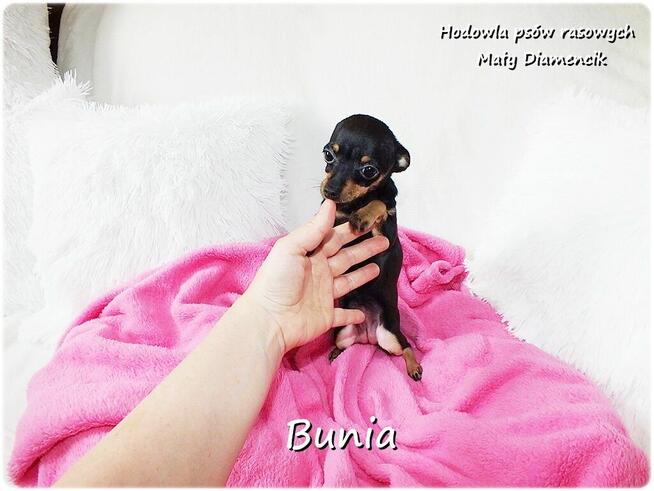 Mini Suczka BUNIA Ratlerek XS! Pinczer miniaturowy Rodowód