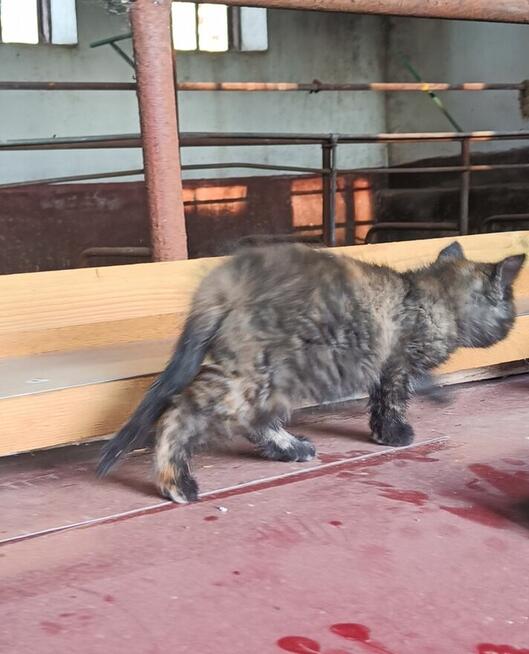 Mały kotek potrzebuje domu