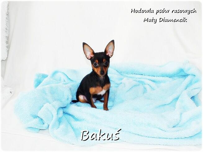 Mały Piesek BAKUŚ Ratlerek /sarenka Pinczer miniaturowy