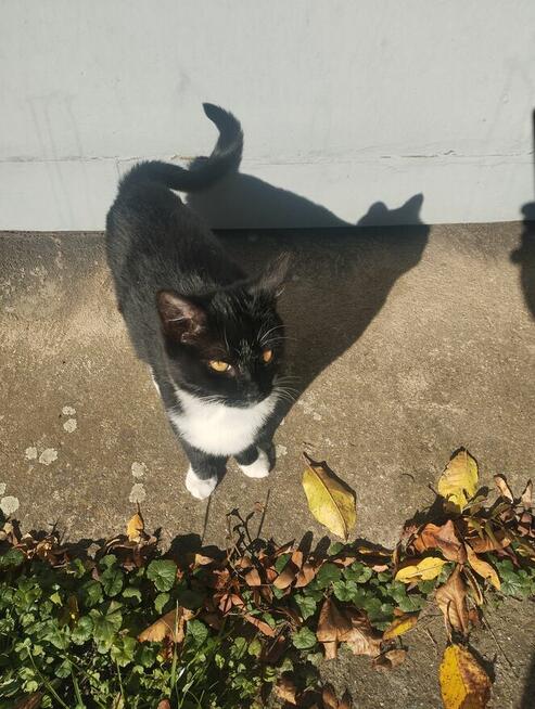 Piękny mały Bonifacy szuka kochającego właściciela i domu