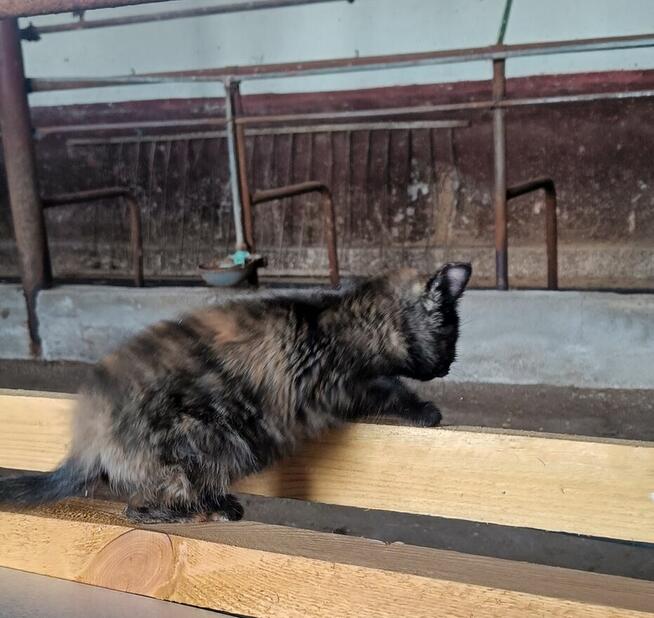 Mały kotek potrzebuje domu