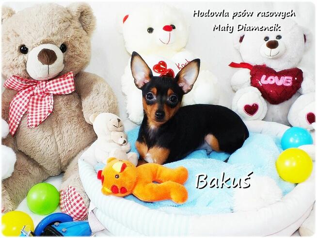 Mały Piesek BAKUŚ Ratlerek /sarenka Pinczer miniaturowy