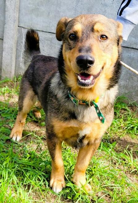 ARCZI - spokojny, nieduży psiak szuka domu