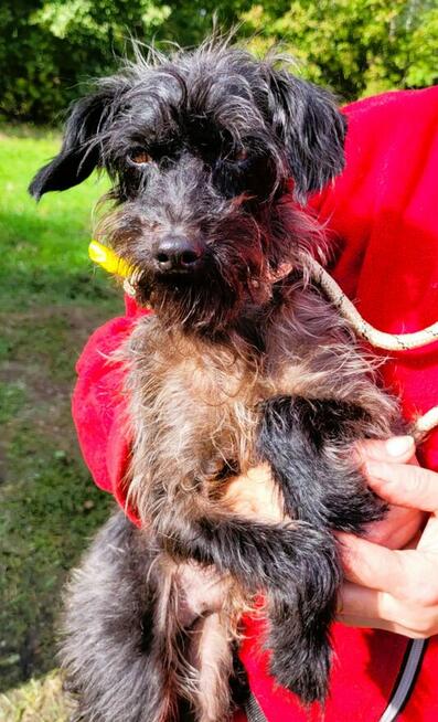 GIZMO - delikatny, wrażliwy psiak szuka super domu