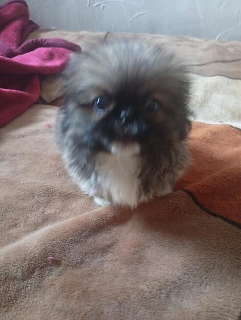 Odam pieska w dobre ręce