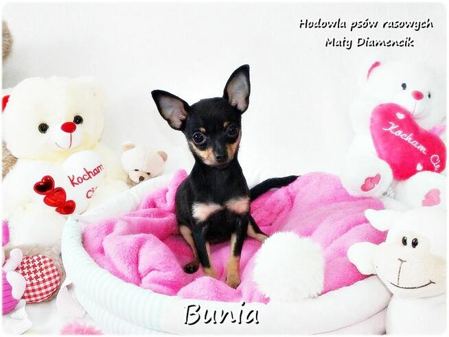 Mini Suczka BUNIA Ratlerek XS! Pinczer miniaturowy Rodowód
