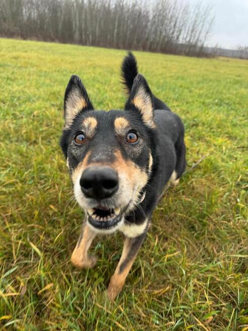 Nutka szuka domu, gdzie miłość brzmi najpiękniej