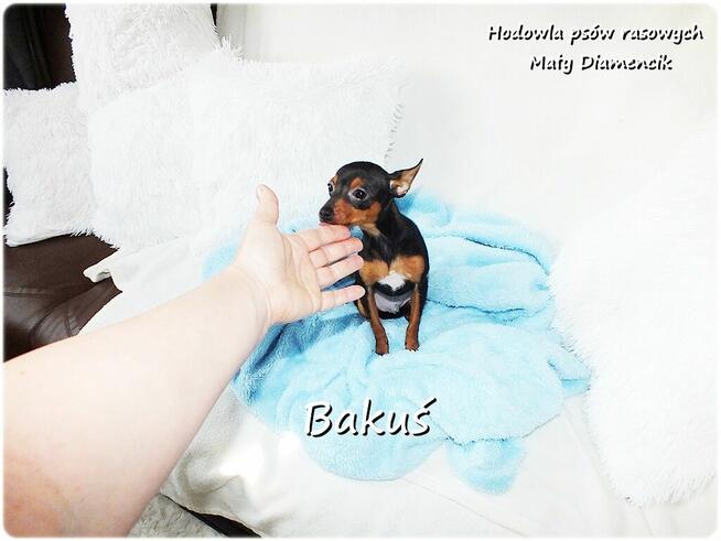 Mały Piesek BAKUŚ Ratlerek /sarenka Pinczer miniaturowy