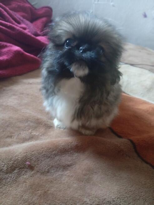 Odam pieska w dobre ręce