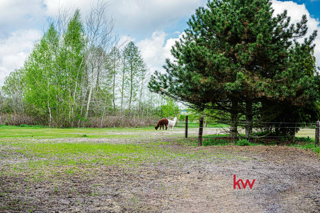 Lokal użytkowy Czarnybród gm. Grodziec,
