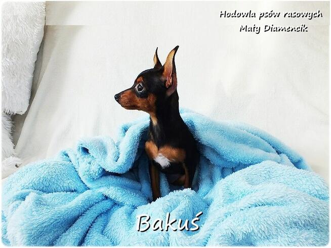 Mały Piesek BAKUŚ Ratlerek /sarenka Pinczer miniaturowy