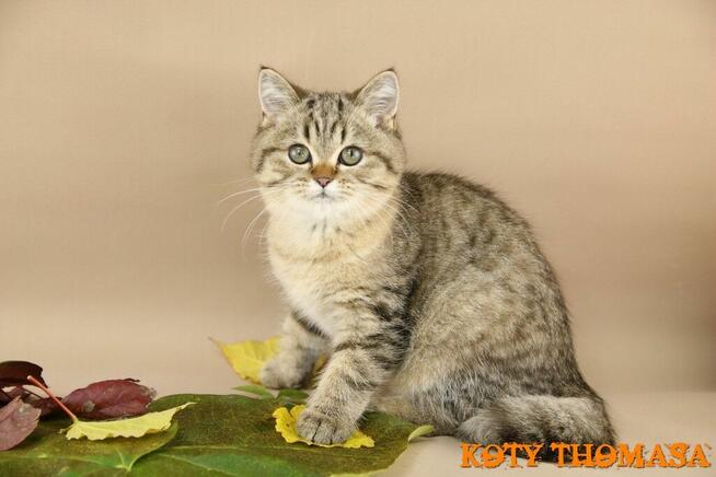 Kotki Brytyjskie, Kocurek Brytyjski Tygrysek ze złotem