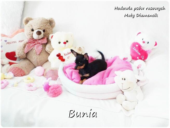 Mini Suczka BUNIA Ratlerek XS! Pinczer miniaturowy Rodowód