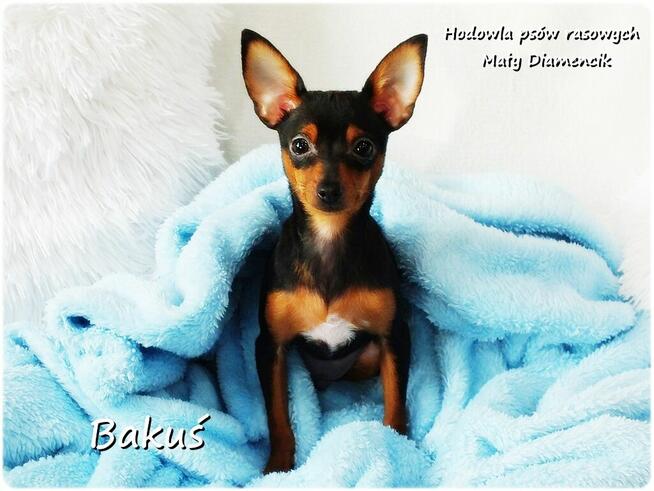 Mały Piesek BAKUŚ Ratlerek /sarenka Pinczer miniaturowy