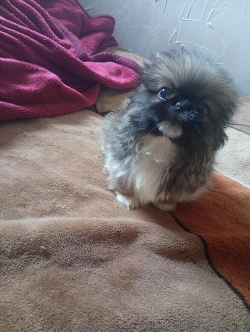 Odam pieska w dobre ręce