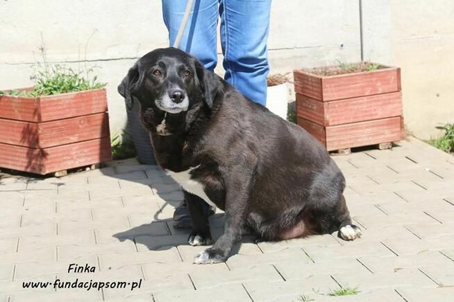 Finka - całe życie w schronisku, pomocy!