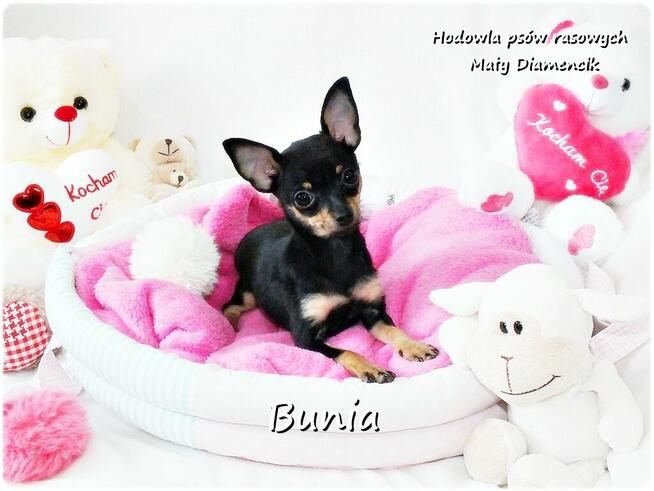Mini Suczka BUNIA Ratlerek XS! Pinczer miniaturowy Rodowód