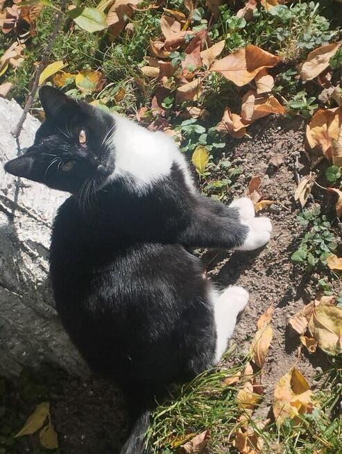 Piękny mały Bonifacy szuka kochającego właściciela i domu