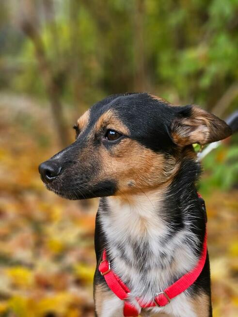 Uroczy Julianek szuka domu, chętnie z dzieciakami i psami