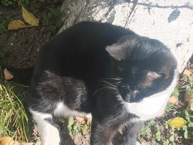 Piękny mały Bonifacy szuka kochającego właściciela i domu