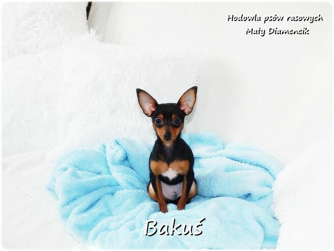 Mały Piesek BAKUŚ Ratlerek /sarenka Pinczer miniaturowy