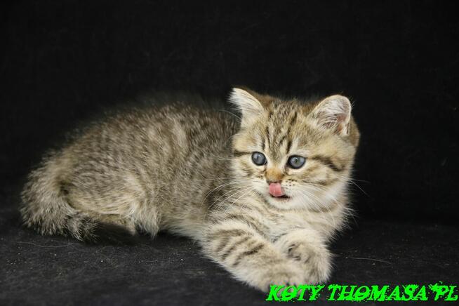 Kotki Brytyjskie, Kocurek Brytyjski Tygrysek ze złotem