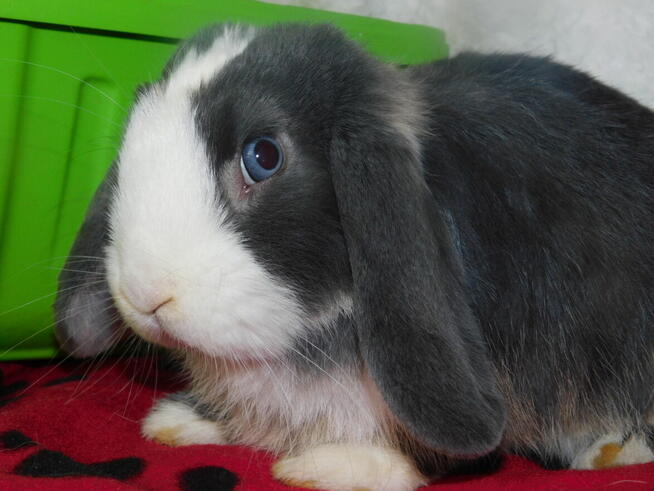 Niebiesko - biały samczyk mini lop