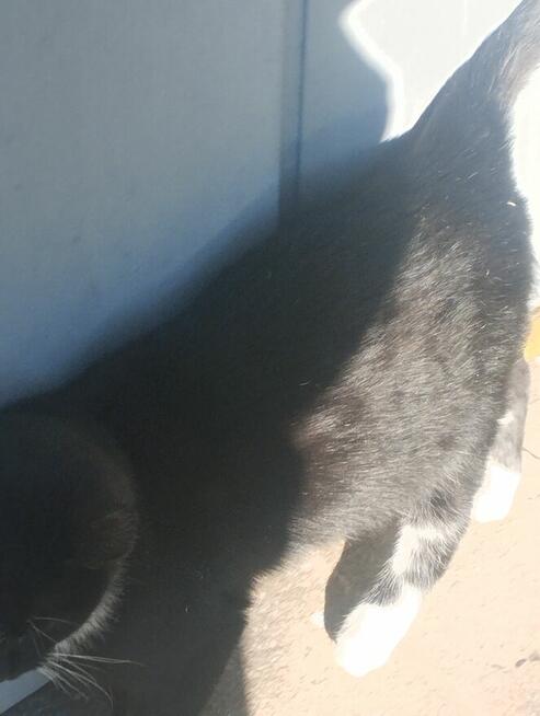 Piękny mały Bonifacy szuka kochającego właściciela i domu