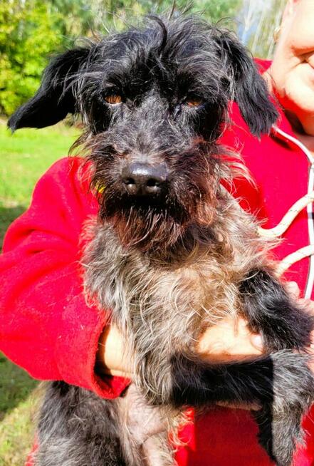 GIZMO - delikatny, wrażliwy psiak szuka super domu