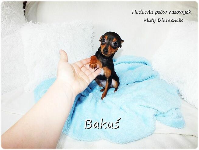 Mały Piesek BAKUŚ Ratlerek /sarenka Pinczer miniaturowy