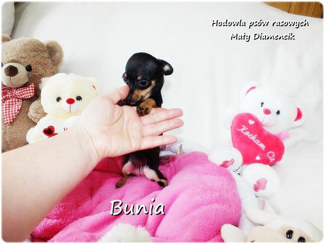 Mini Suczka BUNIA Ratlerek XS! Pinczer miniaturowy Rodowód