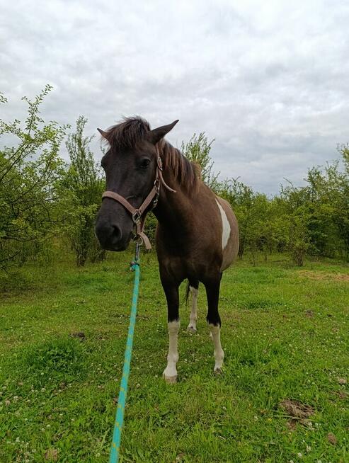 Klacz huculska sprzedam