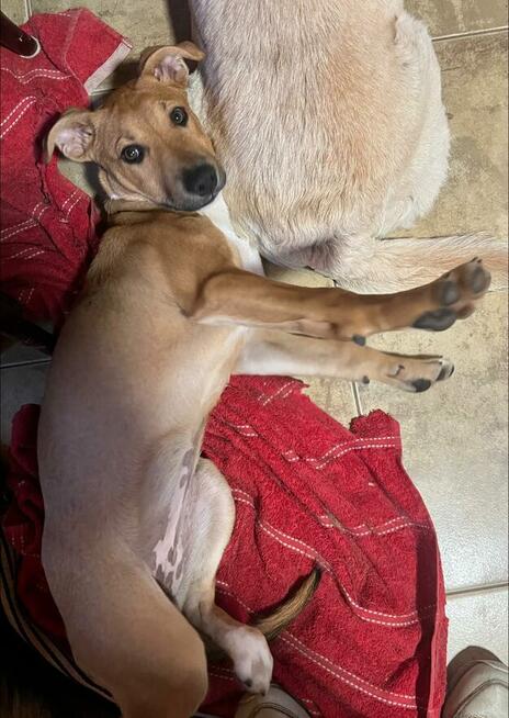 Szczeniak AVA czeka na dom