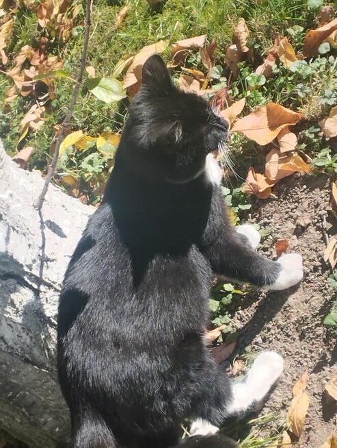 Piękny mały Bonifacy szuka kochającego właściciela i domu