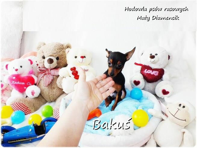 Mały Piesek BAKUŚ Ratlerek /sarenka Pinczer miniaturowy