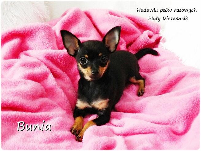 Mini Suczka BUNIA Ratlerek XS! Pinczer miniaturowy Rodowód