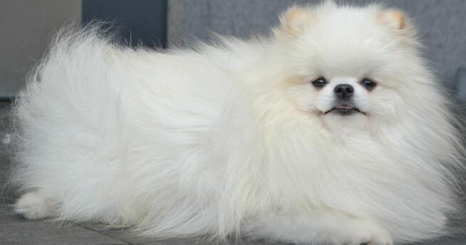 SZPIC MINIATUROWY PIĘKNY BIAŁY MALUTKI REPRODUKTOR